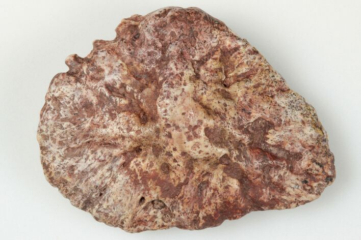 Fossil Phytosaur Scute - New Mexico #192677